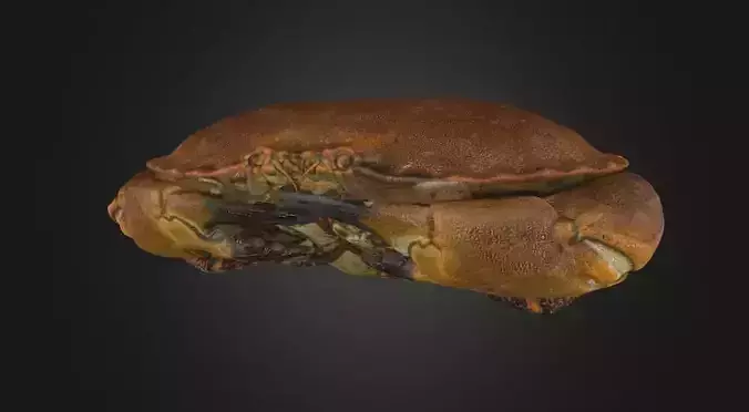 Crab - crustacean 3D model