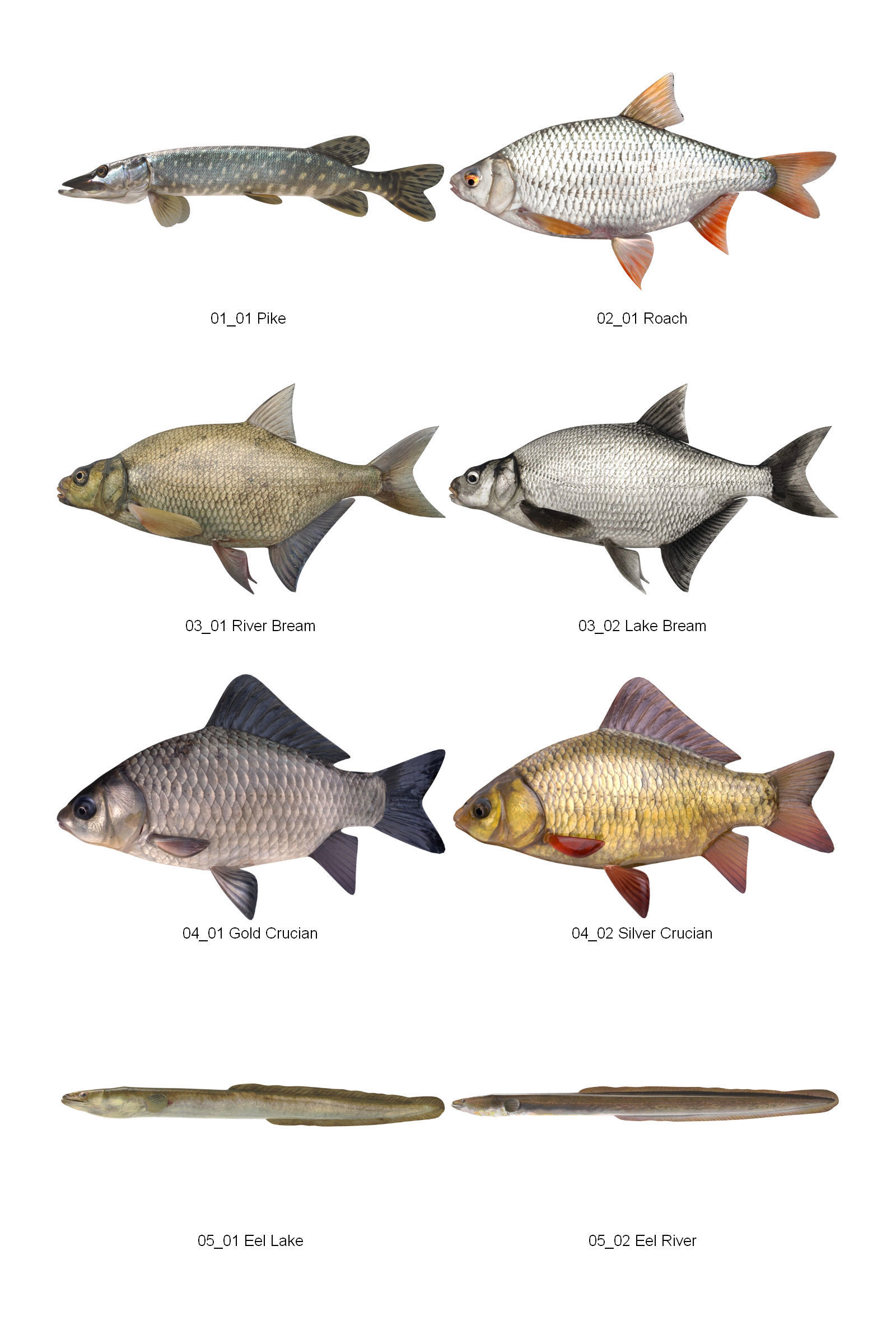 Dosch 3D - Fish 3D model_2