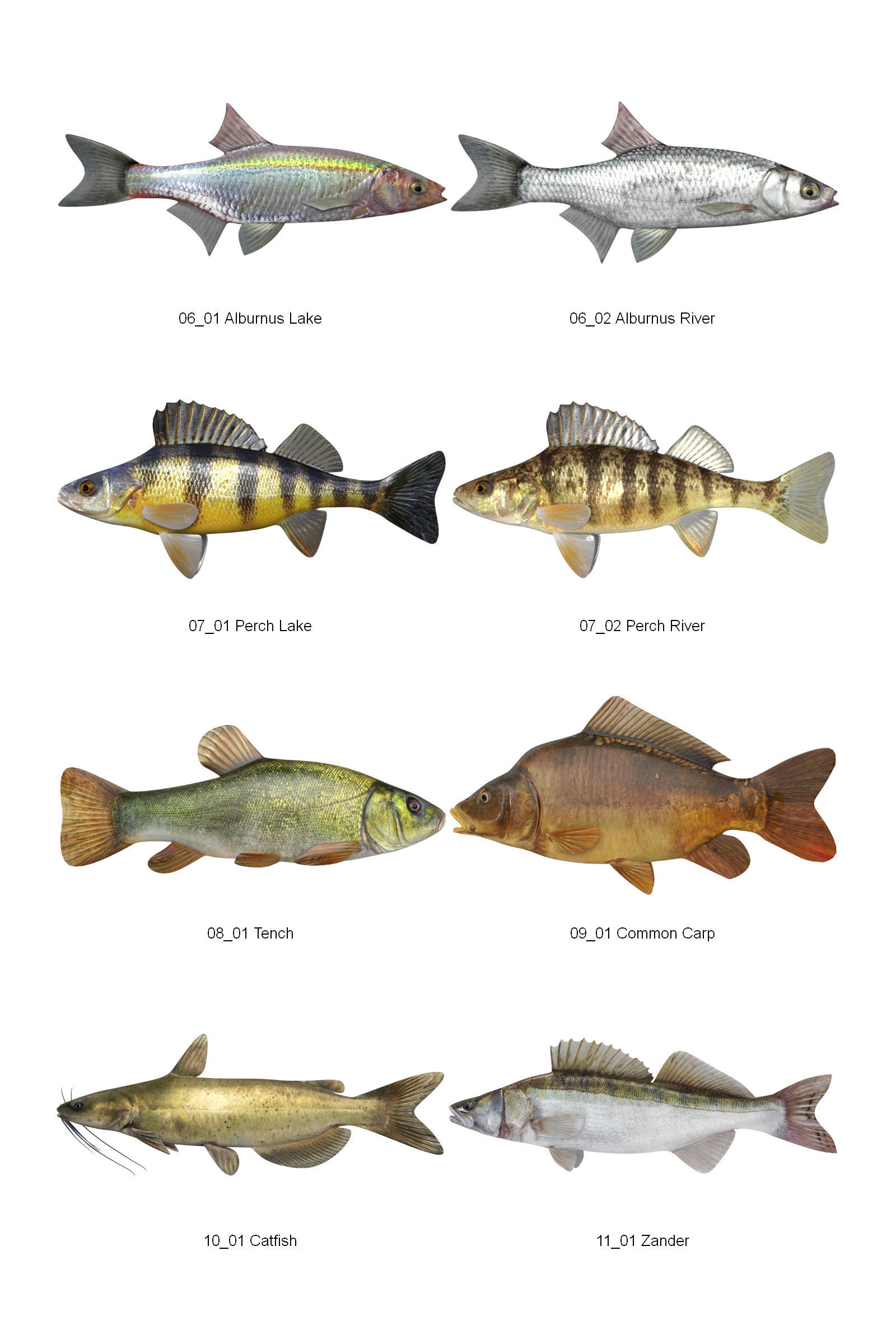 Dosch 3D - Fish 3D model_1