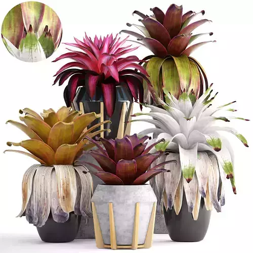 Tropical plant shrubs Bromelia 3D model