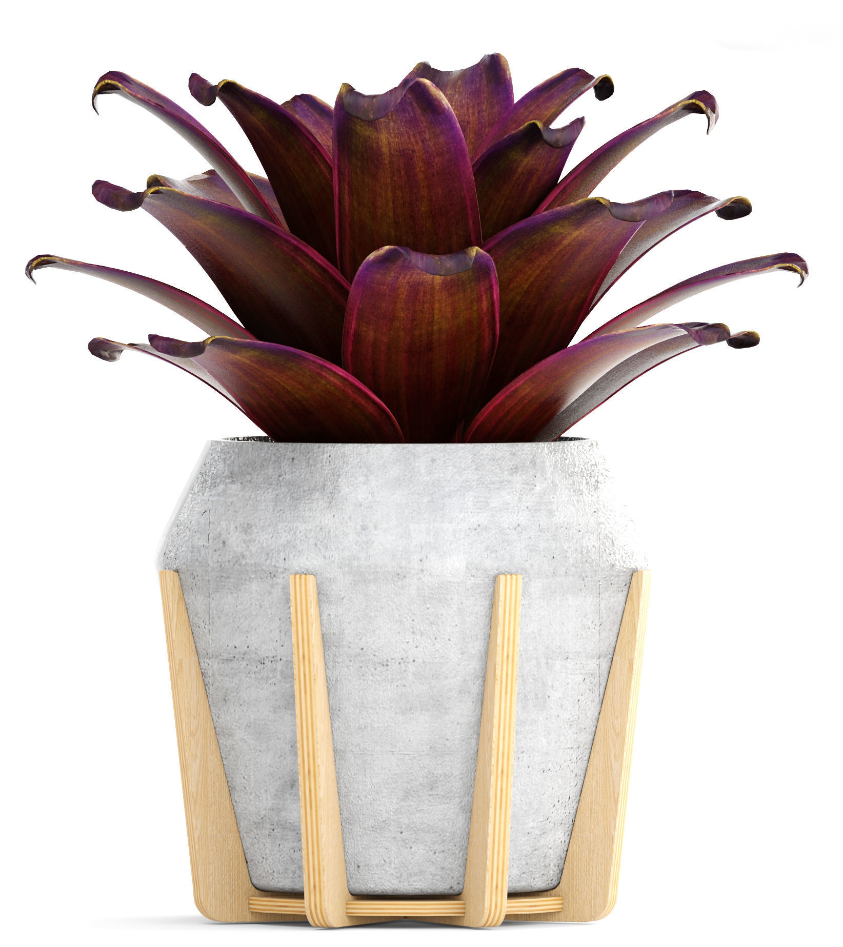 Tropical plant shrubs Bromelia 3D model_4