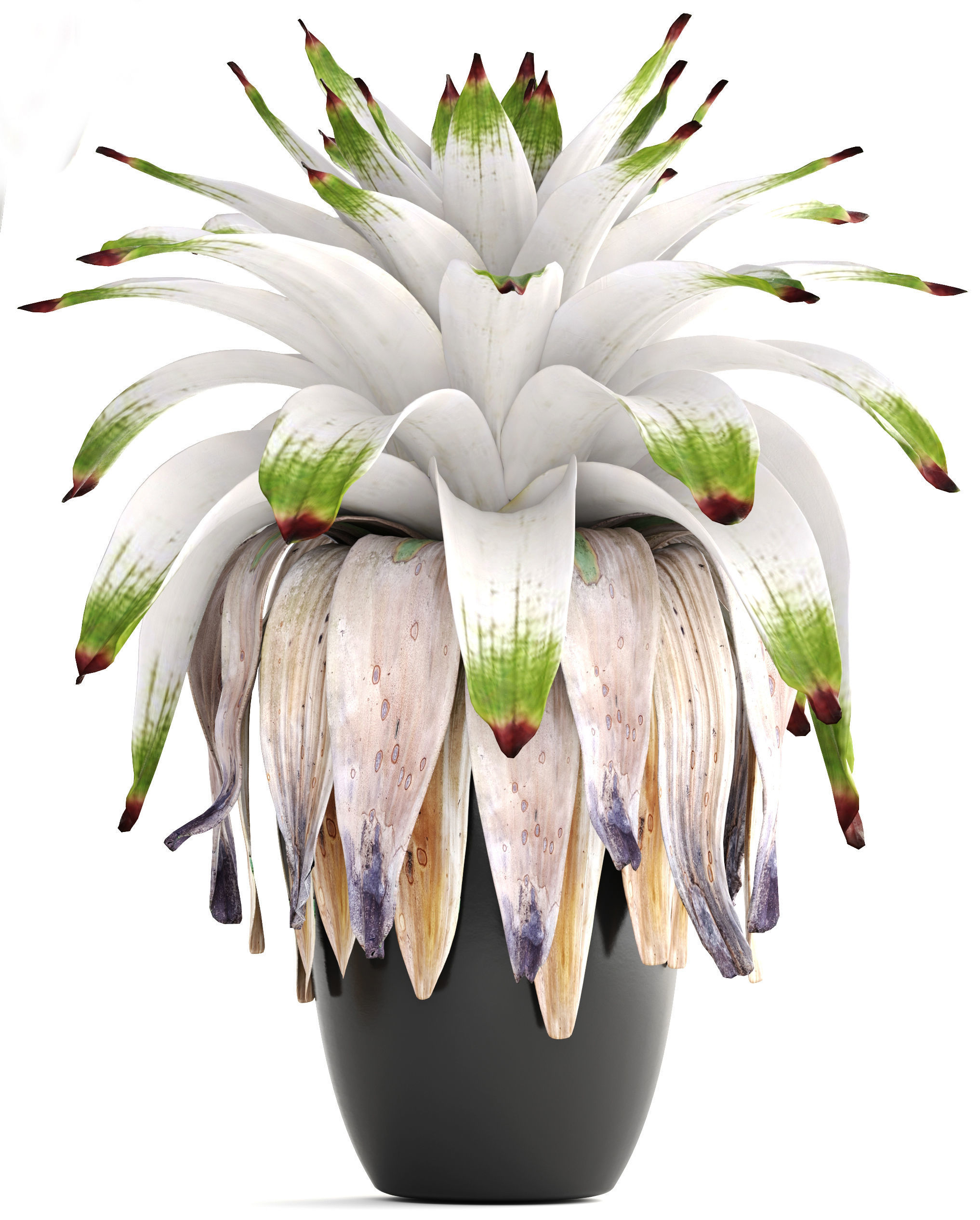 Tropical plant shrubs Bromelia 3D model_6