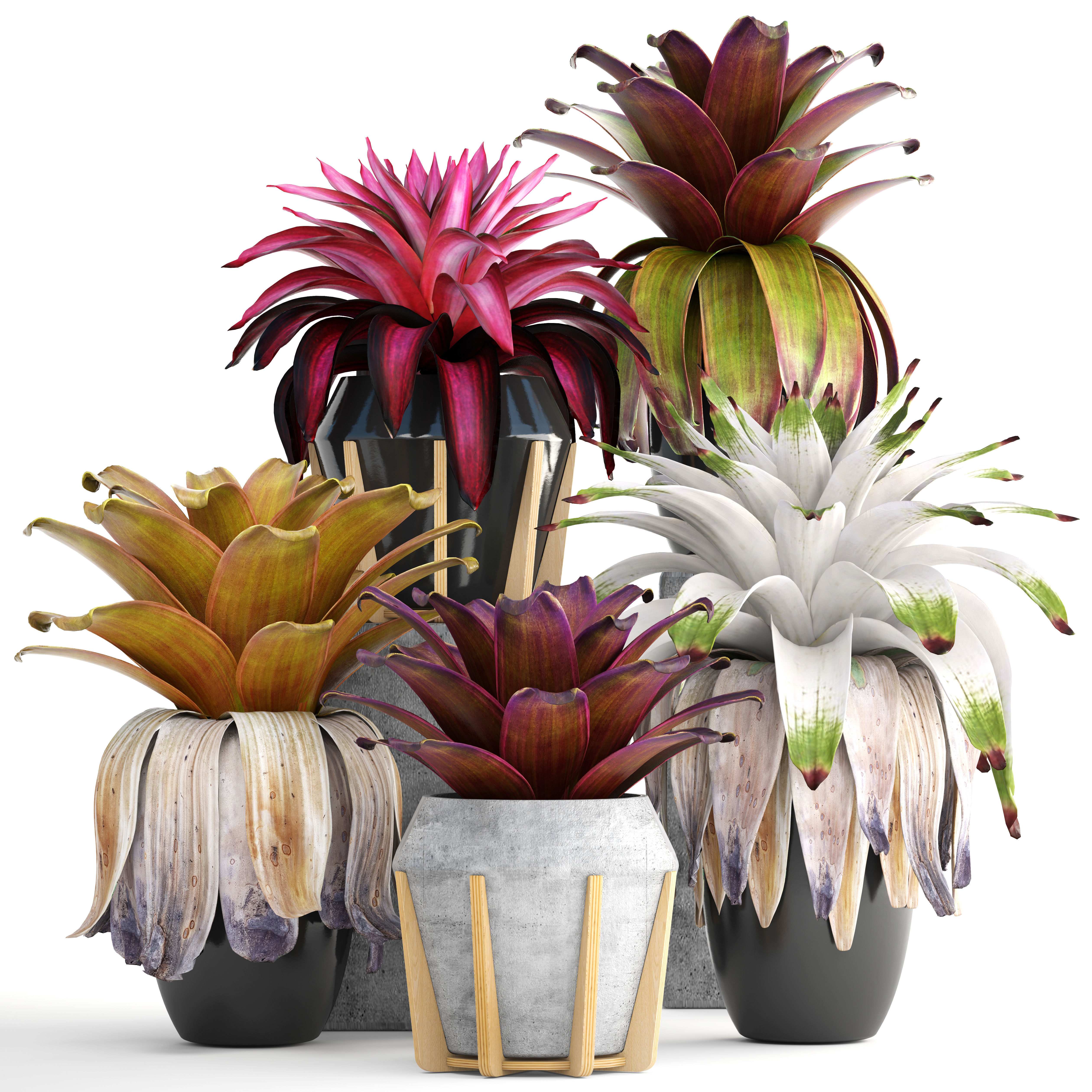 Tropical plant shrubs Bromelia 3D model_12