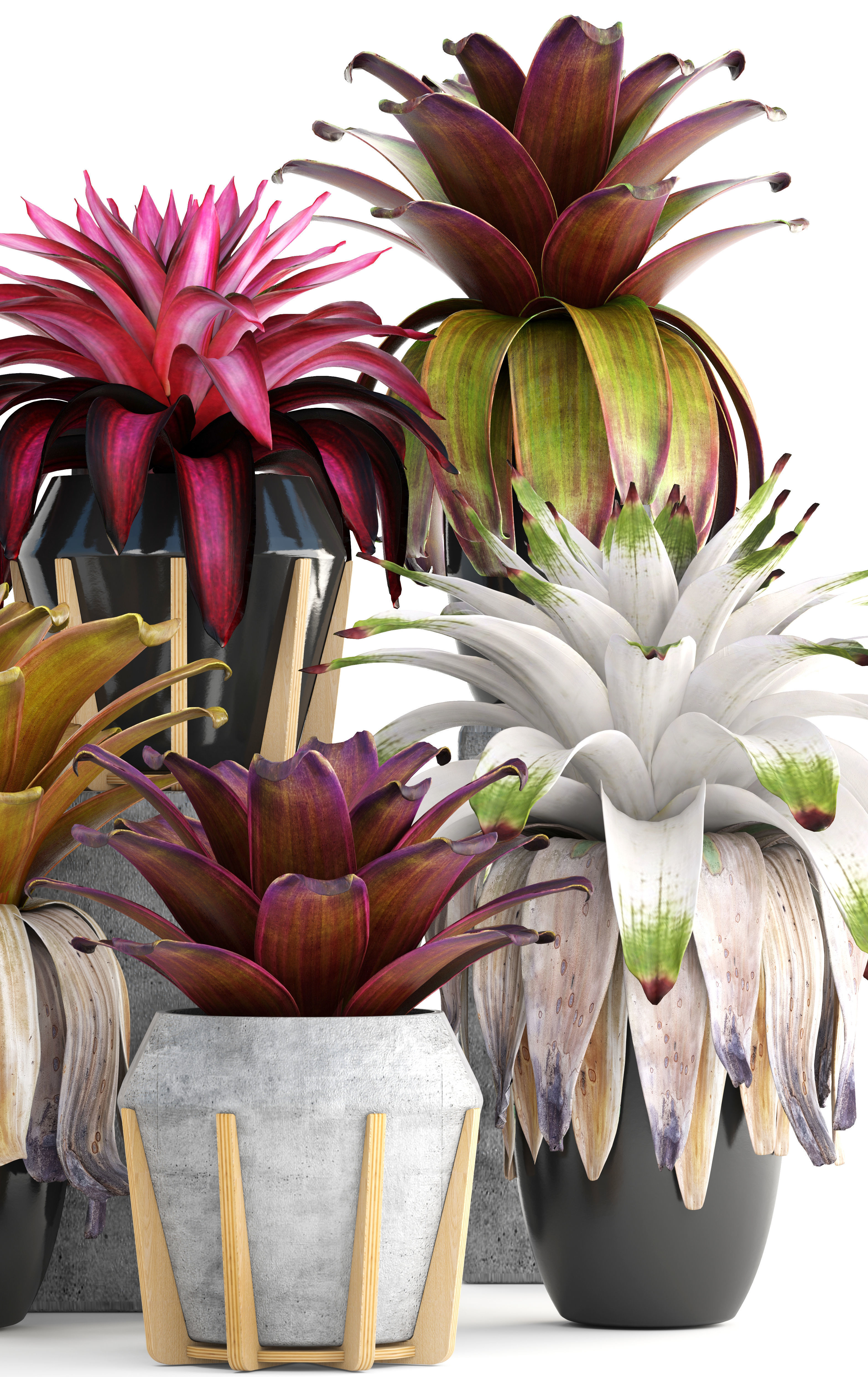 Tropical plant shrubs Bromelia 3D model_5