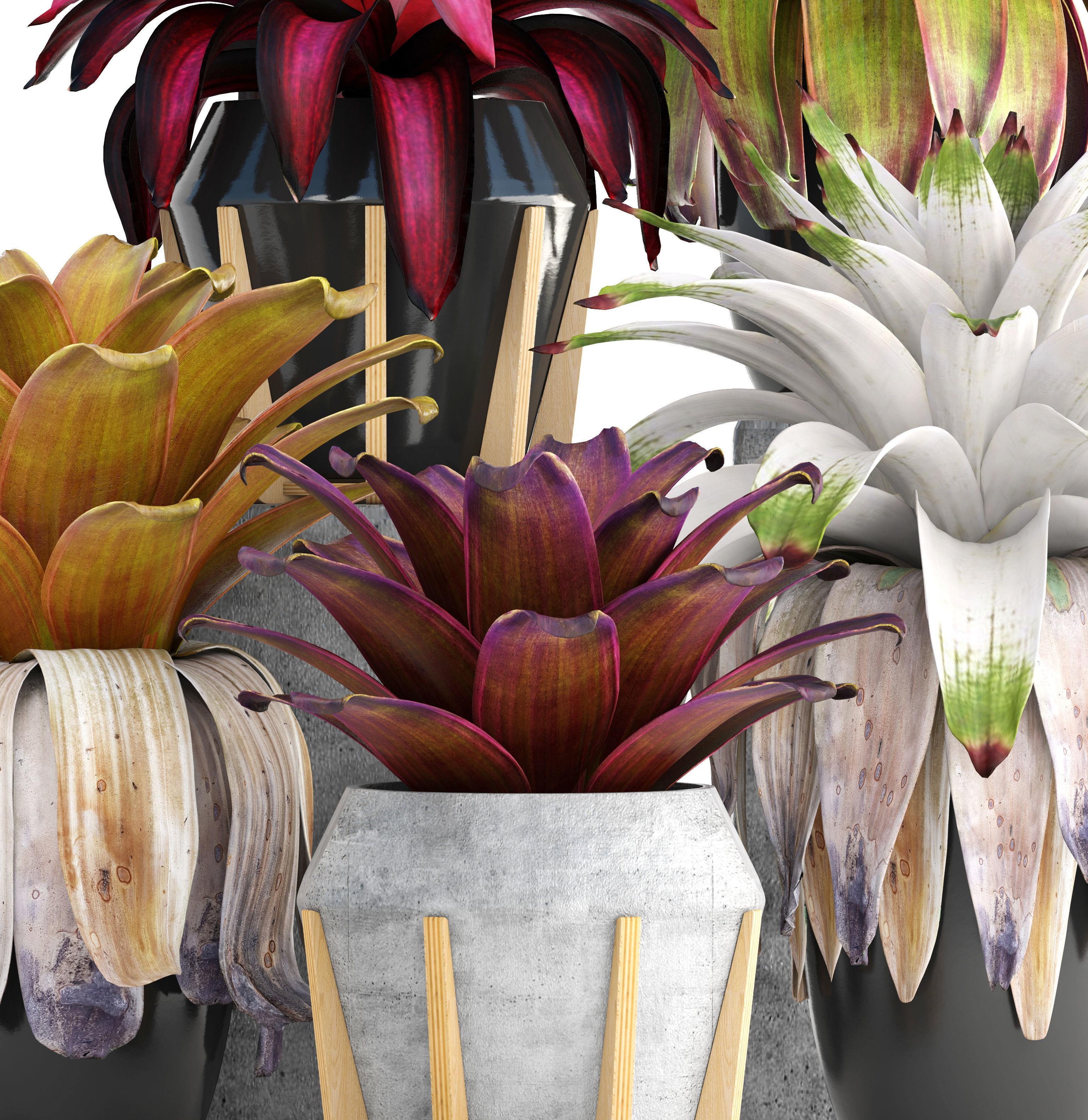 Tropical plant shrubs Bromelia 3D model_13