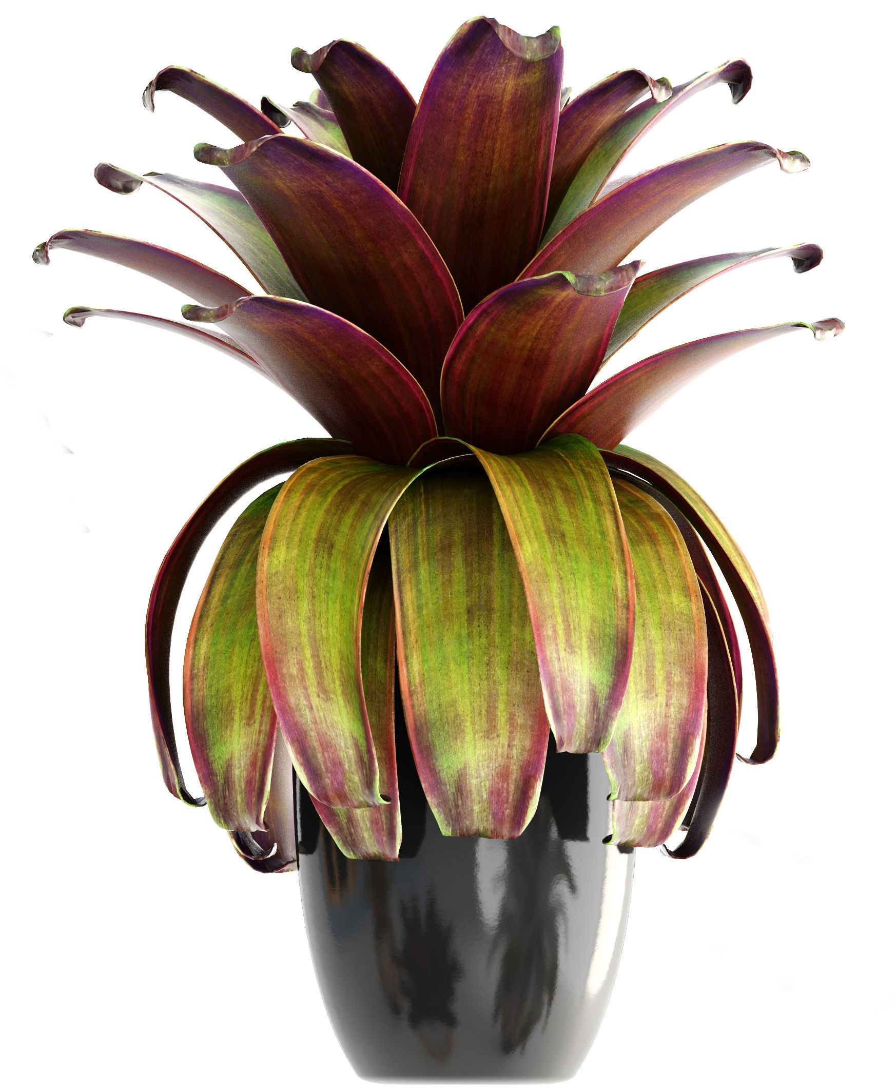 Tropical plant shrubs Bromelia 3D model_9