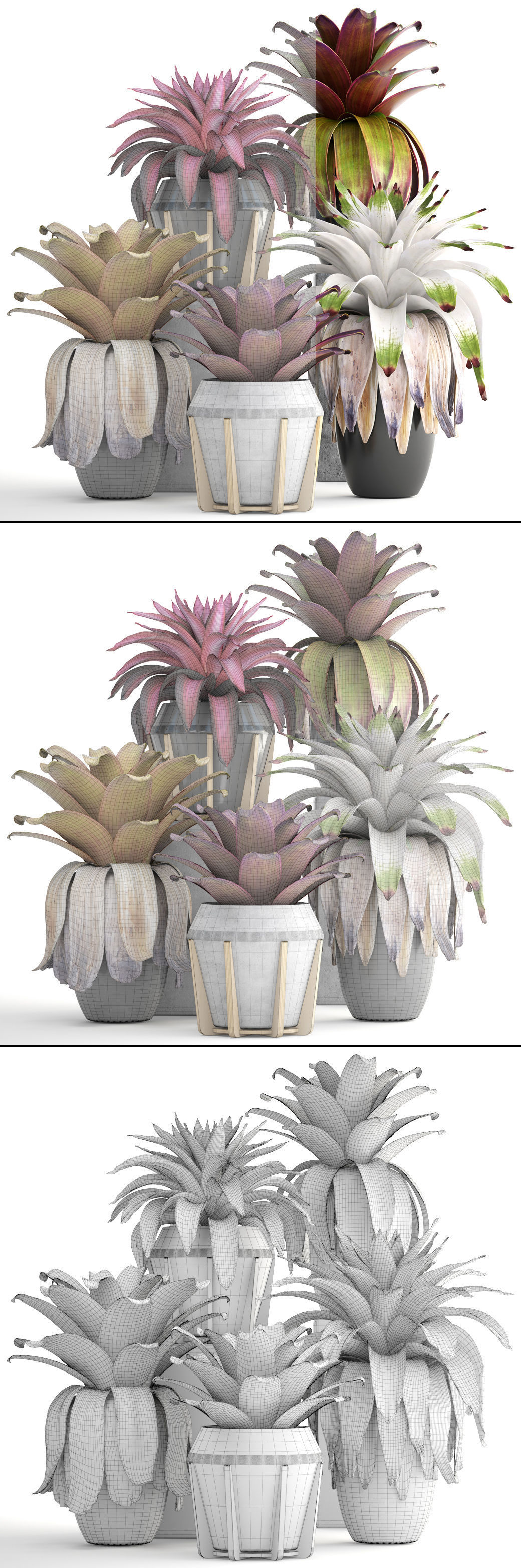 Tropical plant shrubs Bromelia 3D model_14
