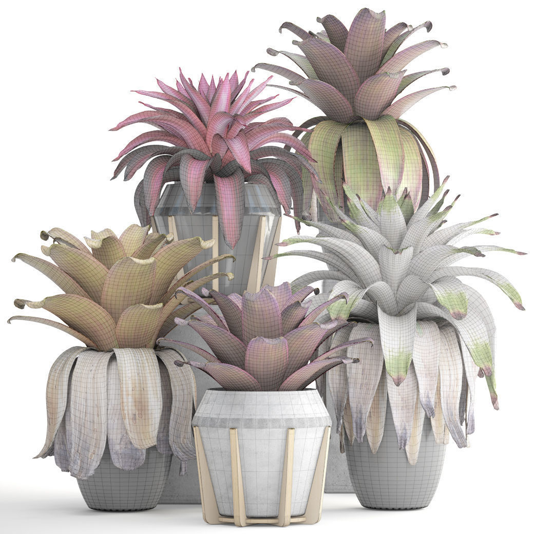 Tropical plant shrubs Bromelia 3D model_8