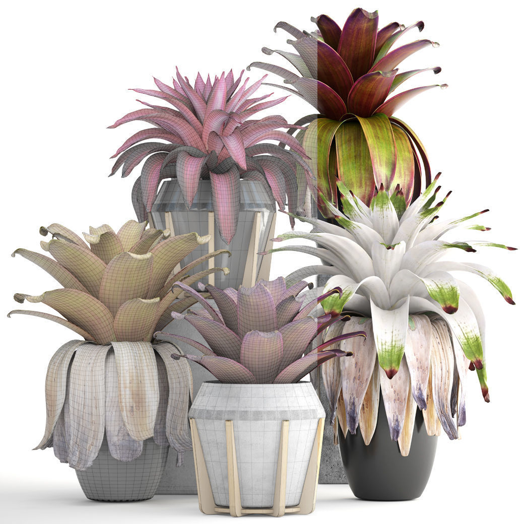 Tropical plant shrubs Bromelia 3D model_11