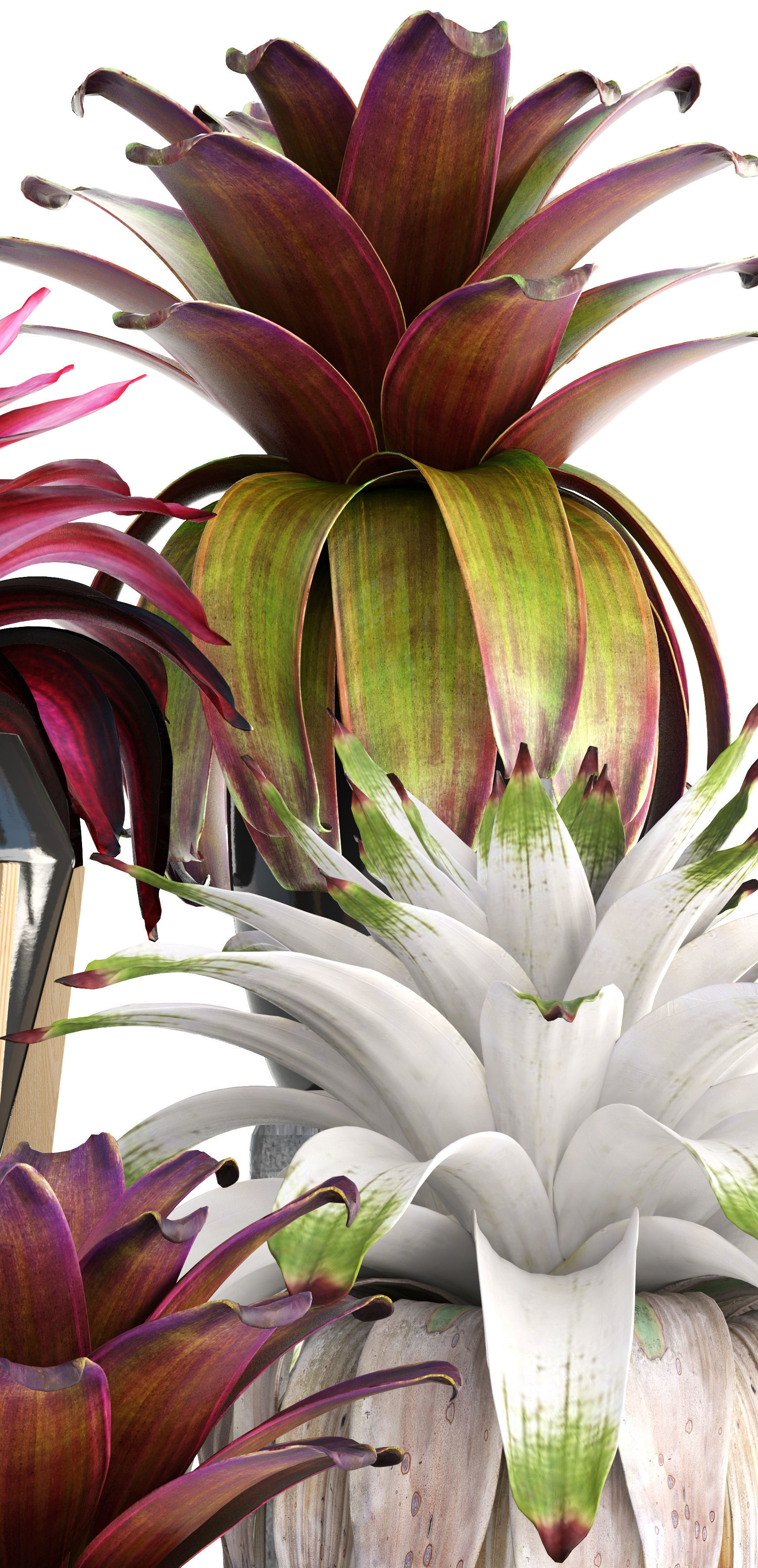Tropical plant shrubs Bromelia 3D model_1