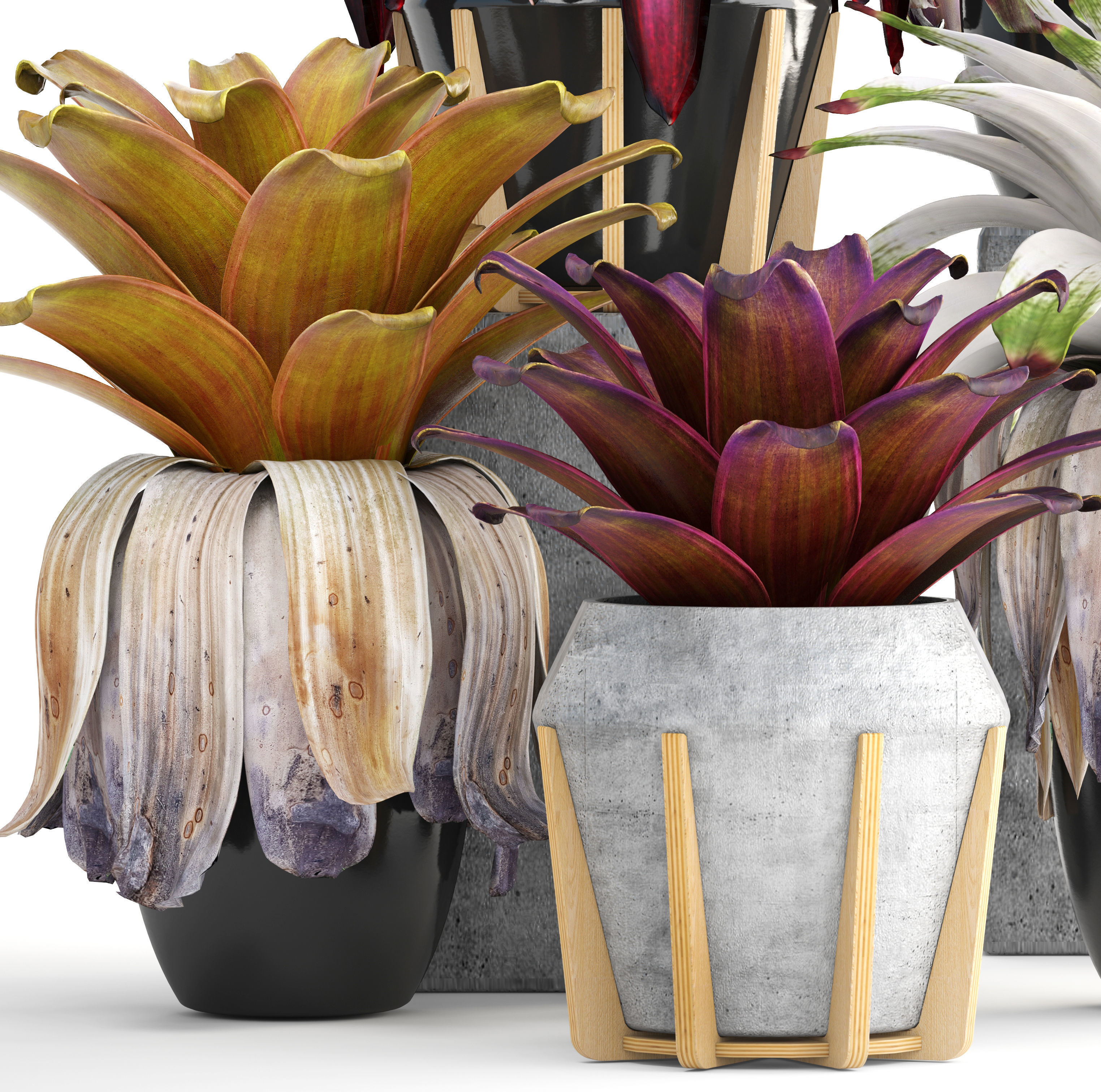 Tropical plant shrubs Bromelia 3D model_2