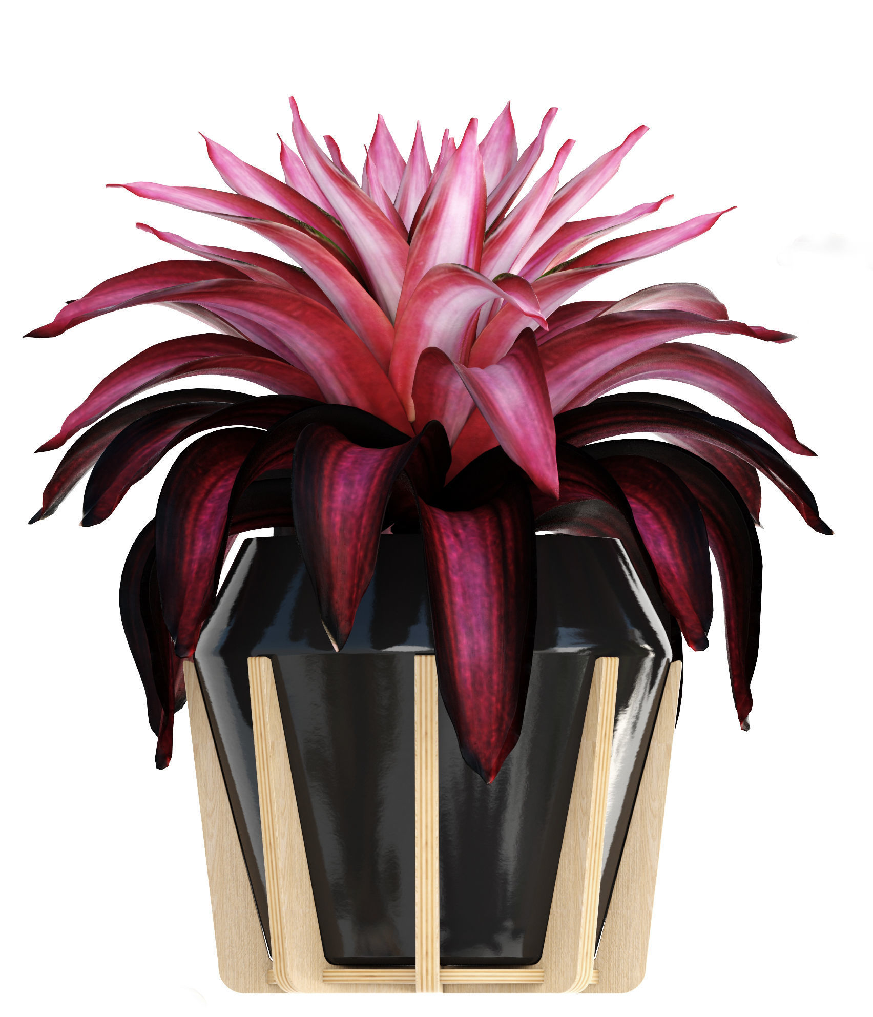 Tropical plant shrubs Bromelia 3D model_10