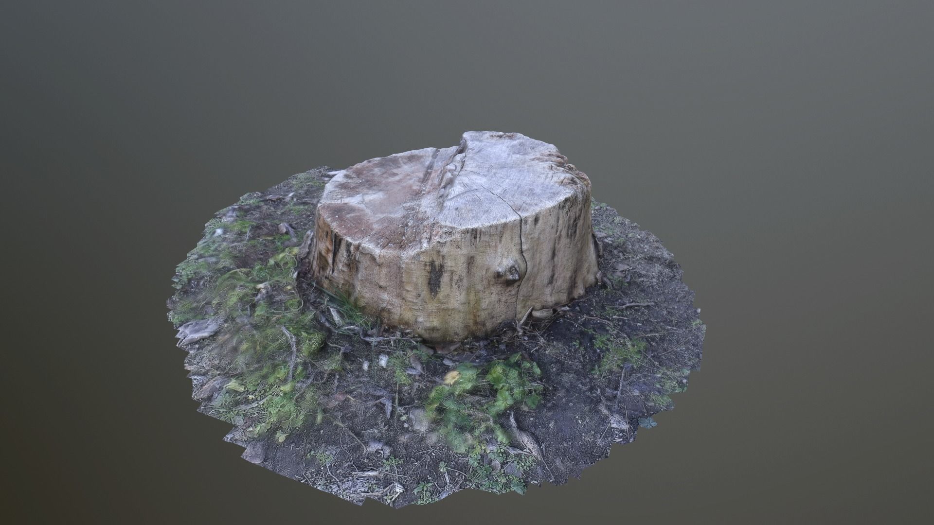 Tree stump Photo scanned lowpolly Low-poly 3D model_3