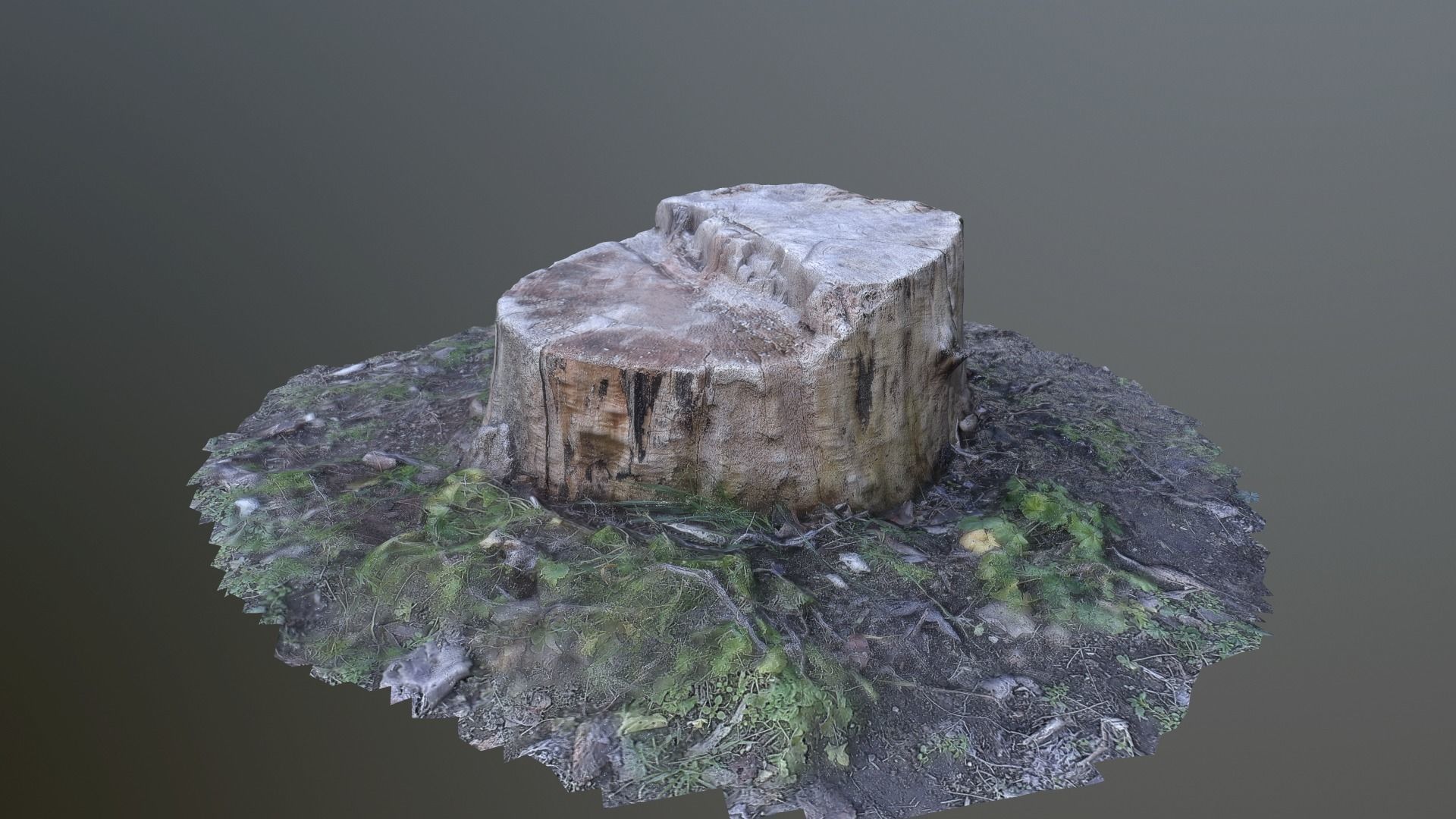 Tree stump Photo scanned lowpolly Low-poly 3D model_2