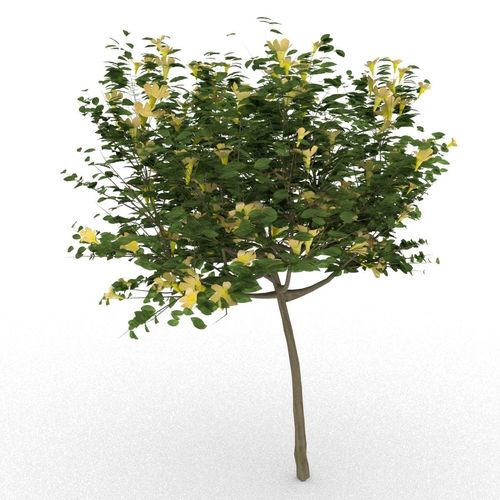 Allamanda cathartica 3d tree 3D model