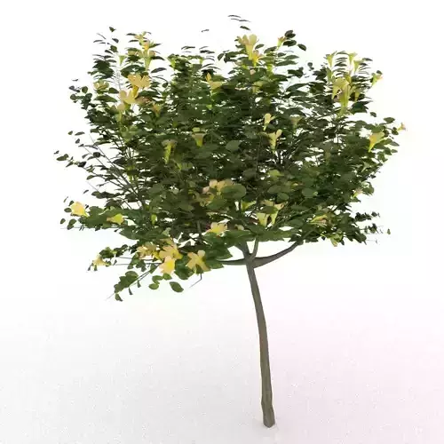 Allamanda cathartica 3d tree 3D model