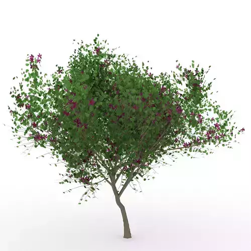 Bauhini blakeana tree 3D model