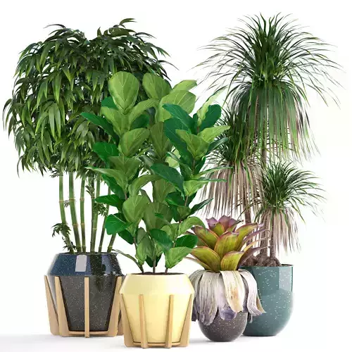 Collection of tropical plants