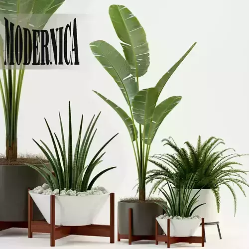 Plants collection 76 Modernica pots