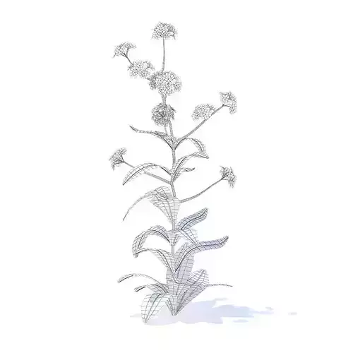 Woodland Forget-me-not 3D Model
