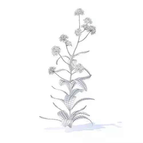 Woodland Forget-me-not 3D Model