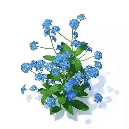 Woodland Forget-me-not 3D Model 3D model