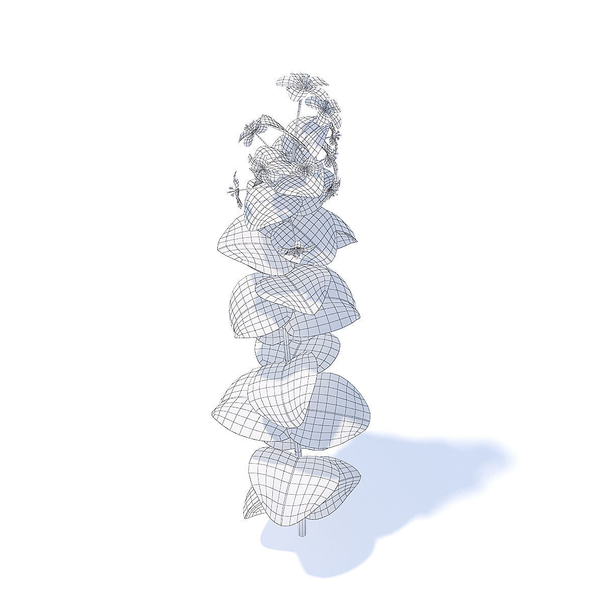 Scarlet Pimpernel 3D Model 3D model_3