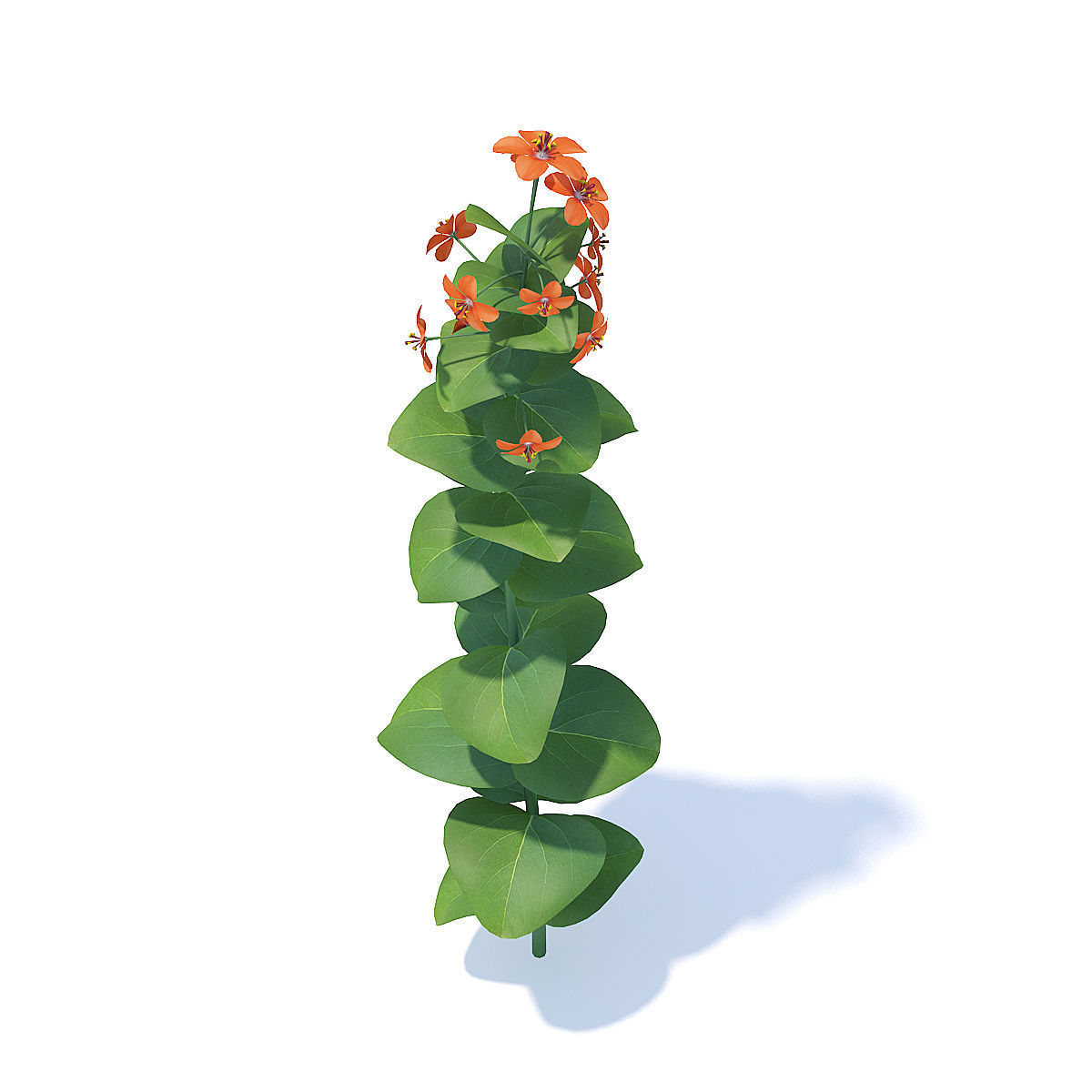 Scarlet Pimpernel 3D Model 3D model_1