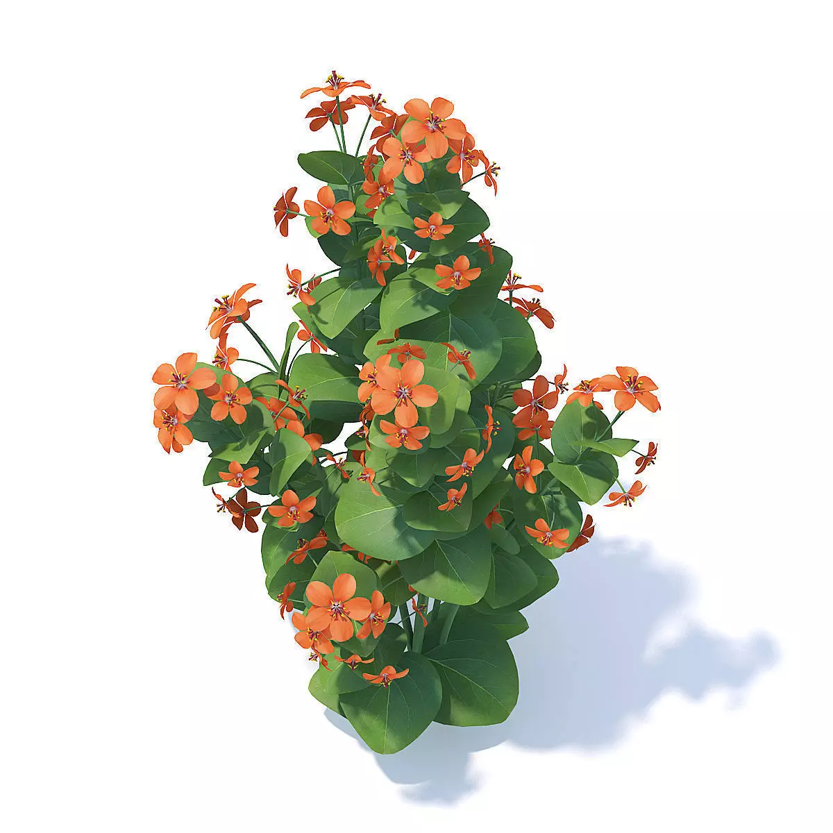 Scarlet Pimpernel 3D Model 3D model_4