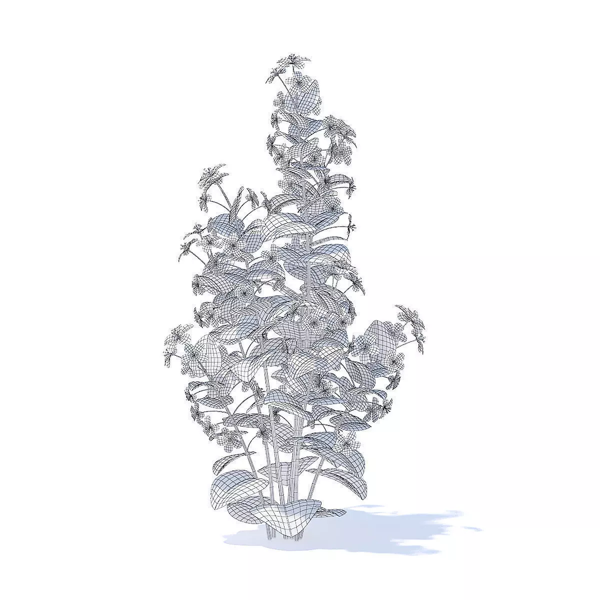 Scarlet Pimpernel 3D Model 3D model_2