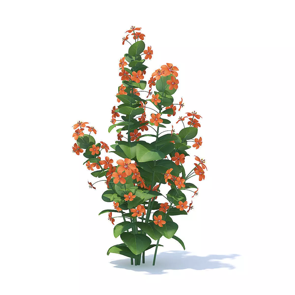 Scarlet Pimpernel 3D Model 3D model_5