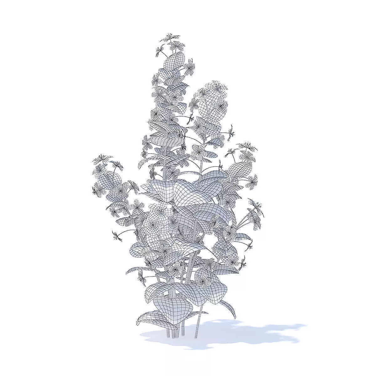 Scarlet Pimpernel 3D Model 3D model_3