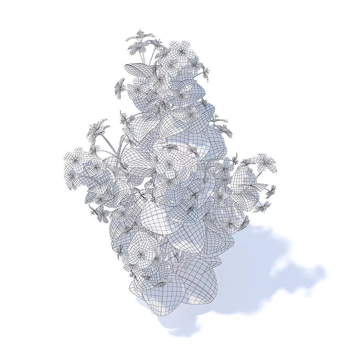 Scarlet Pimpernel 3D Model 3D model_1