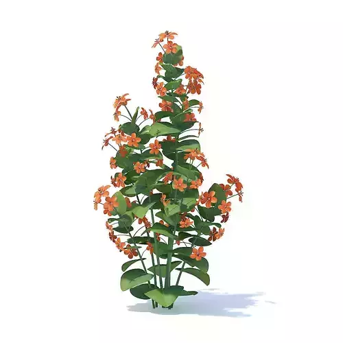 Scarlet Pimpernel 3D Model