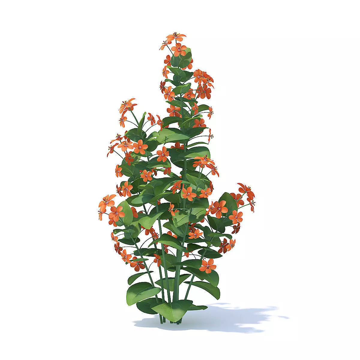 Scarlet Pimpernel 3D Model 3D model_0