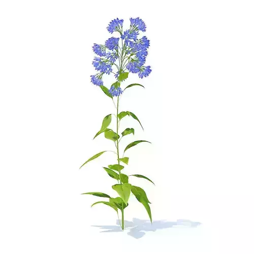 Bellflower 3D Model flower