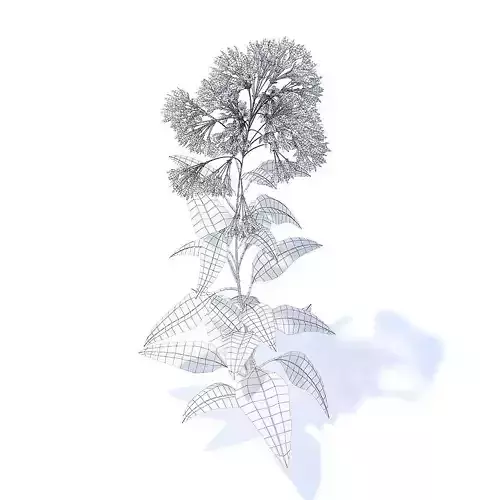Bellflower 3D Model flower