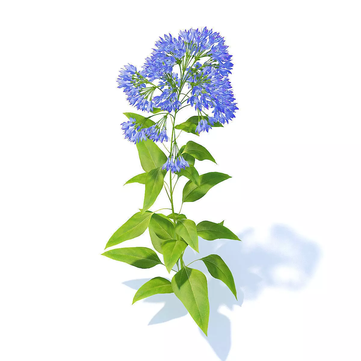 Bellflower 3D Model flower 3D model