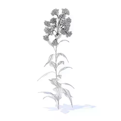 Bellflower 3D Model flower