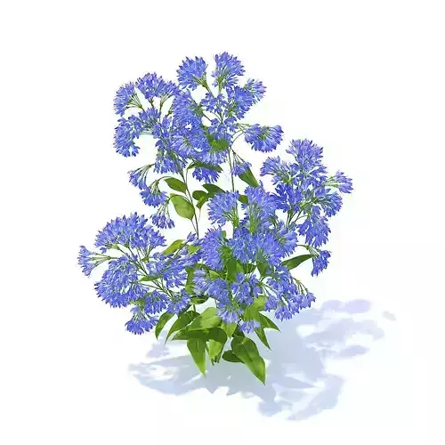Bellflower 3D Model flower 3D model