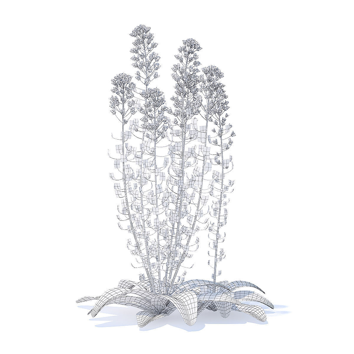 Field Pennycress 3D Model 3D model_3
