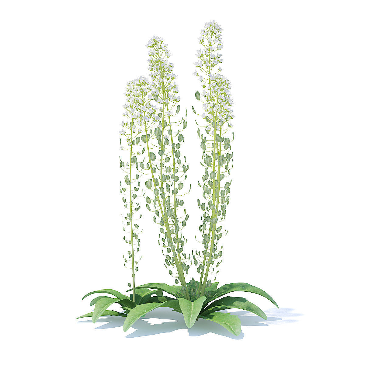 Field Pennycress 3D Model 3D model_1