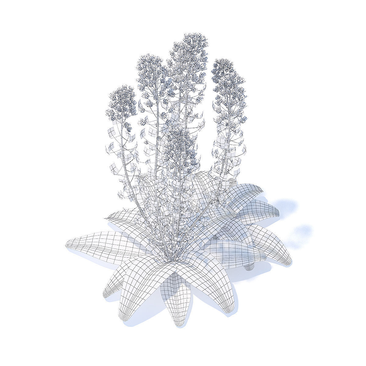 Field Pennycress 3D Model 3D model_5