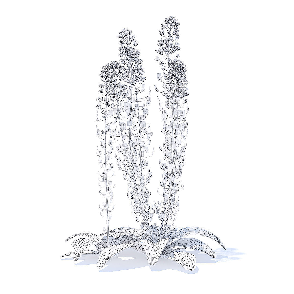 Field Pennycress 3D Model 3D model_4