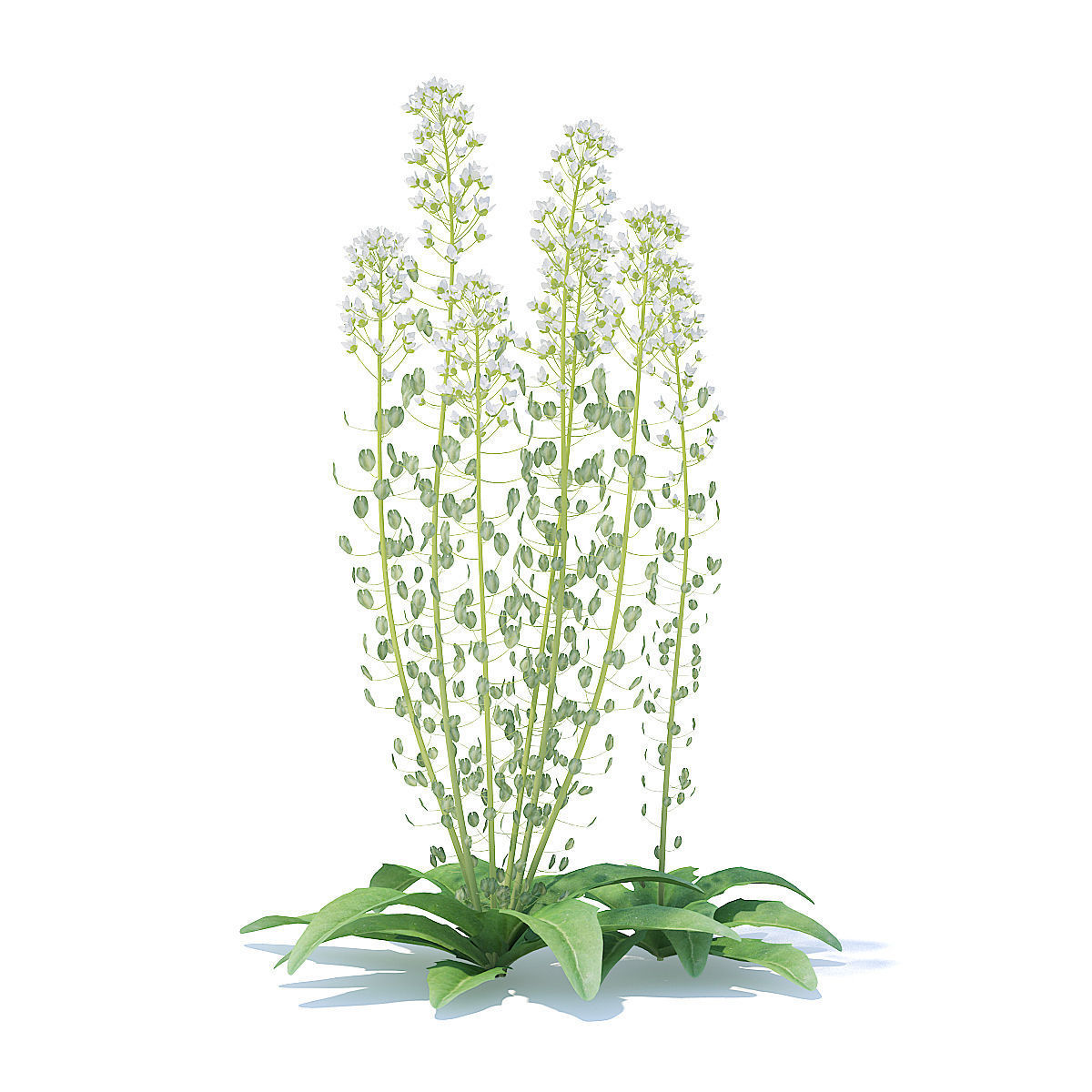 Field Pennycress 3D Model 3D model_2