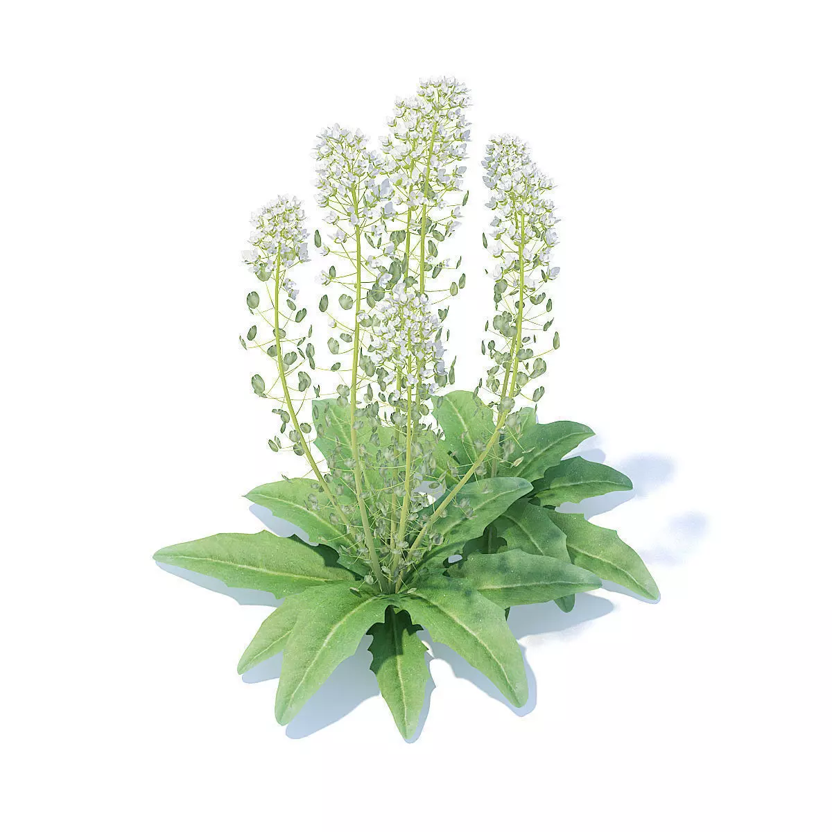 Field Pennycress 3D Model 3D model_0