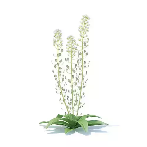 Field Pennycress 3D Model