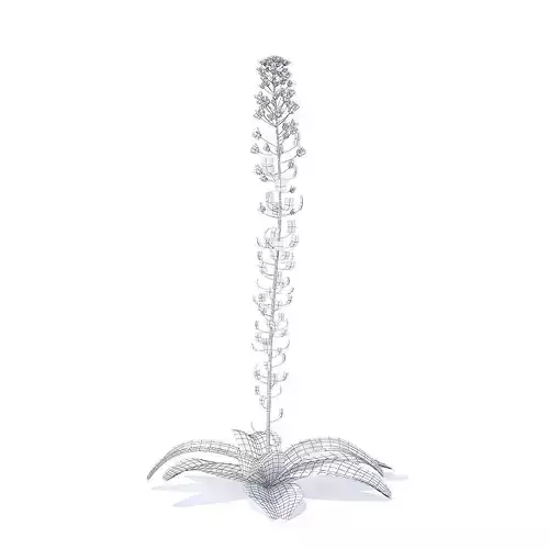 Field Pennycress 3D Model