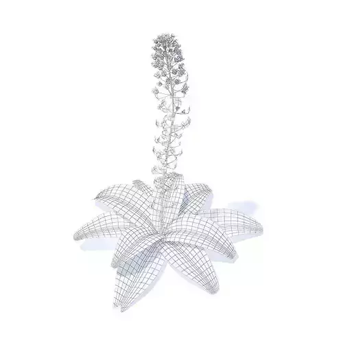 Field Pennycress 3D Model