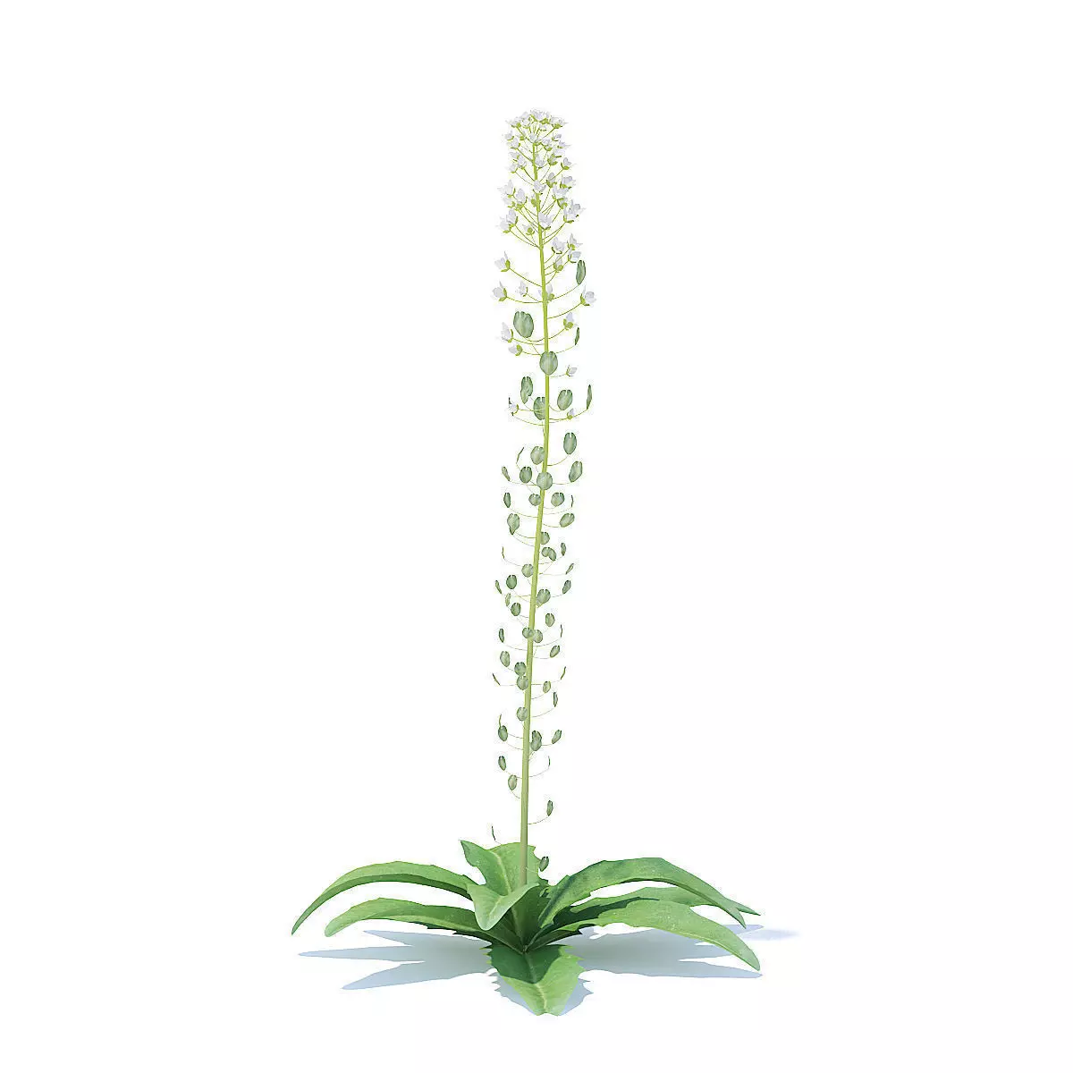Field Pennycress 3D Model 3D model